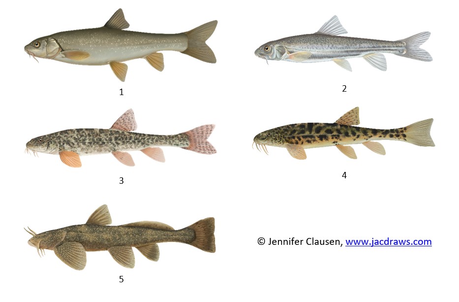 Central Asian fish species as target of HP impact mitigation within Hydro4U